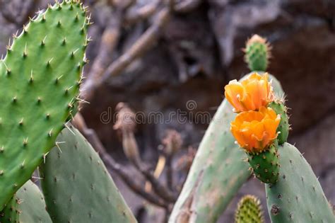 Close Up View On Prickly Pear Cactus Plant With Orange Flowers In Teno