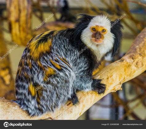 Geoffrey Marmosets