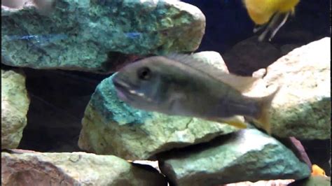 Astatotilapia Calliptera Chizumulu Youtube