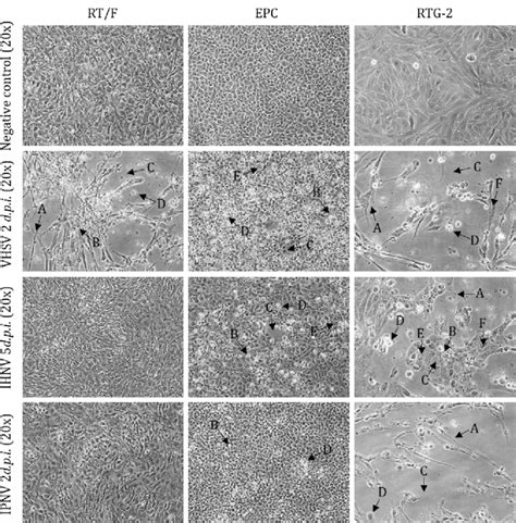 Infection Structures After VHSV IHNV And IPNV Infection On RT F EPC