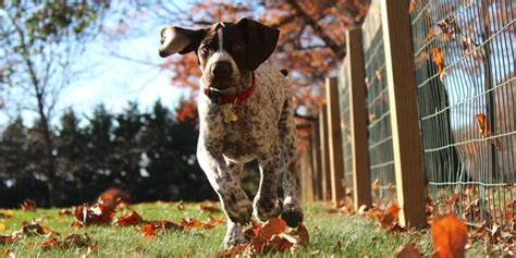 Dog-Friendly Backyard Landscaping Ideas | Budget Dumpster