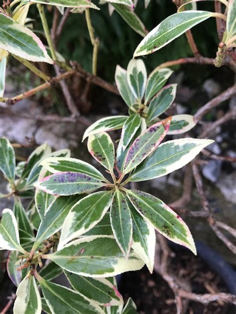 Pieris Problems — Bbc Gardeners World Magazine