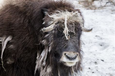 Musk Ox Ranua Resort