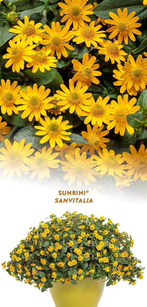 Sunbini® - Creeping Zinnia - Sanvitalia procumbens | Proven Winners