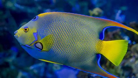 Are Angelfish Freshwater Or Saltwater Fish? - Fish Keeping Guide