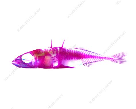 Three-spined stickleback - Stock Image - C056/6841 - Science Photo Library