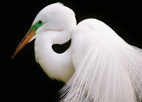 Great White Egret in Breeding Plumage Photograph by Paulette Thomas - Pixels