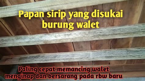 Papan Sirip Walet Yang Bagus Yang Disukai Burung Walet YouTube