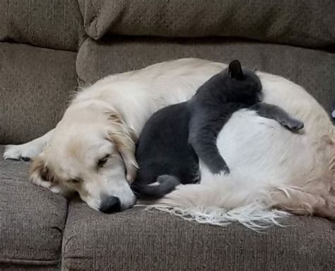 Pin By Sapphic Vibes On Golden Retriever X Black Cat Cat Cuddle Cat Sleeping Golden Retriever