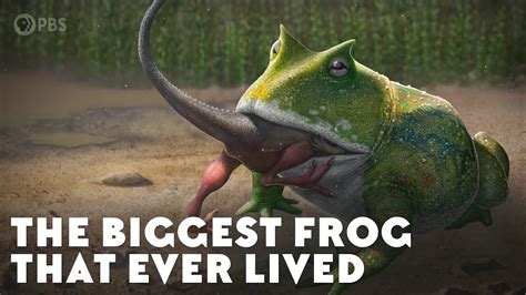 The Biggest Frog That Ever Lived Youtube