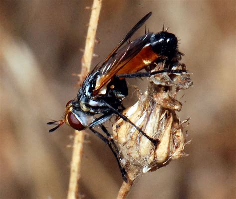 Diptera Info Discussion Forum Cylindromyia Rufifrons Was From Corsica