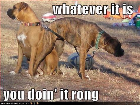 Boxer Dogs Funny Quotes. QuotesGram