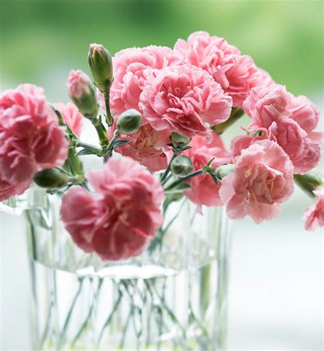 13 Long-Lasting Flowers That Will Delight for Days - PureWow