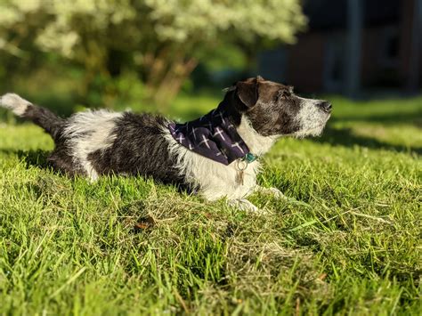 Meet The Pet Boutique Who Are Reducing Their Carbon Paw Print - DOG Blog