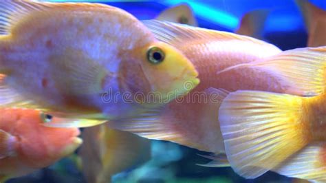 Orange Fish Discus Symphysodon Swimming in the Aquarium Stock Footage ...