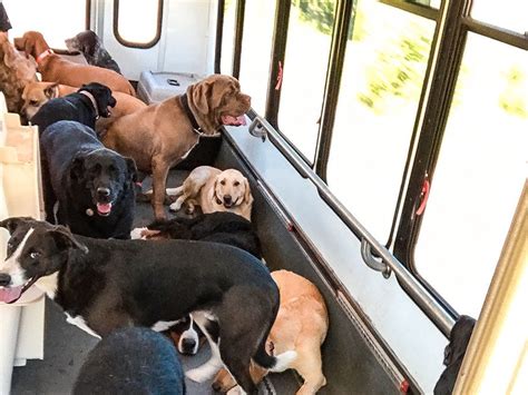 This Doggie School Bus Driver Created His Dream Job And Its Adorable