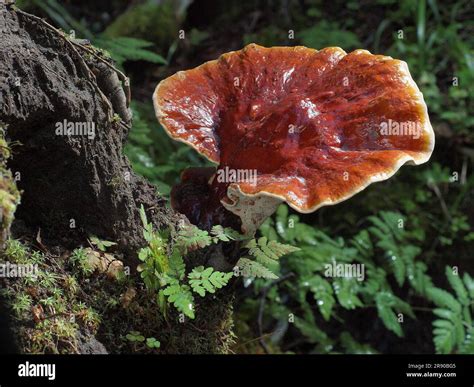 El Reishi Rojo Ganoderma Lucidum Nmente Conocido Como Ling Zhi