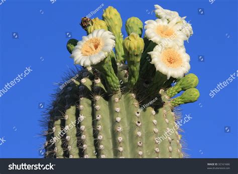 Saguaro Cactus Blossoms Stock Photo 32161666 : Shutterstock