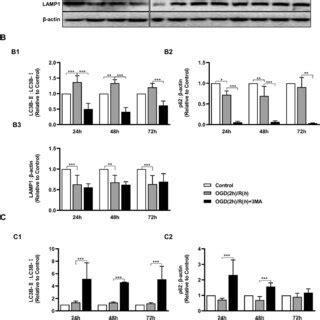 PrPC Enhanced And Prolonged OGD R Induced Activation Of Autophagy