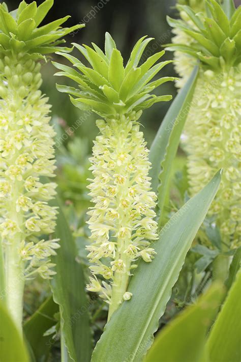 Eucomis autumnalis - Stock Image - C024/0774 - Science Photo Library