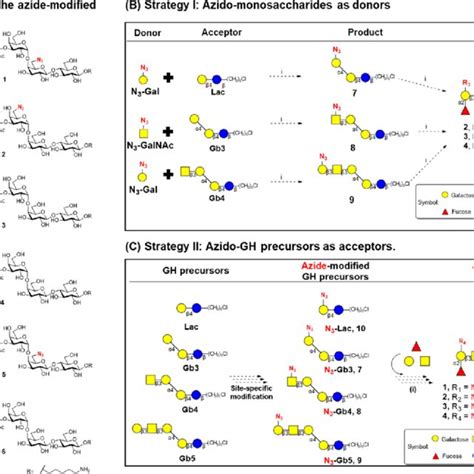 Targeted Gh Analogs And The Synthesis Strategy Of Azido Gh Analogs