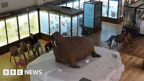 Horniman Museum Overstuffed Walrus Exhibit Closes For Renovation Bbc