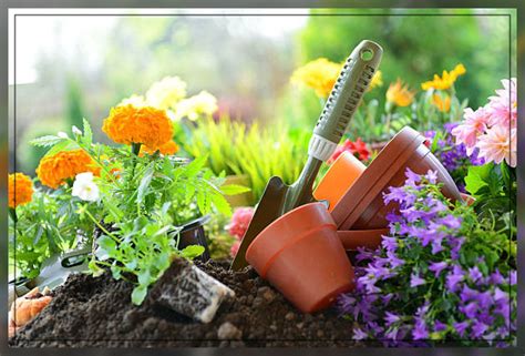 Marigold Flowers: Care and Growing Guide - AAAK