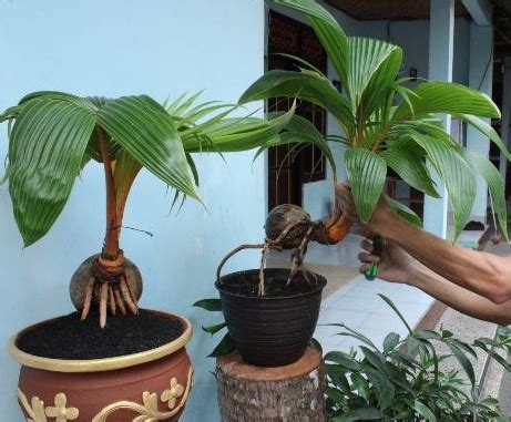 Cara Menanam Bonsai Kelapa Yang Baik Dan Benar Bagi Pemula