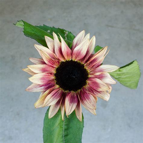 Sunflower Procut Plum Seeds Nz