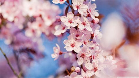 Japanese Cherry Blossom Wallpapers - Top Free Japanese Cherry Blossom ...