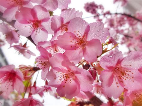 Fondos de pantalla rosado flor de cerezo primavera pétalo flora