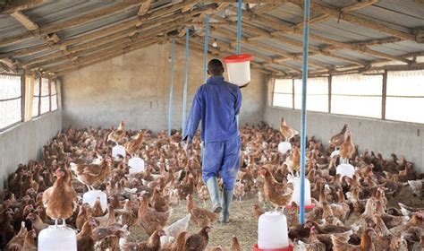 Poultry Disease That Affect Humans Jaguza Farm Support