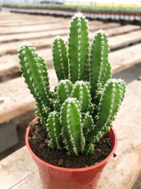 Fairy Castle Cactus Fairytale Castle Live Plant Etsy Fairy Castle