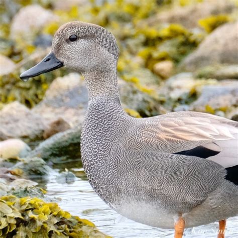 Gadwall male and female Essex County copyright Kim Smith – 9 of 9 | Kim ...