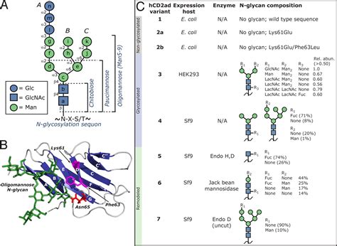 The Core Trisaccharide Of An N Linked Glycoprotein Intrinsically