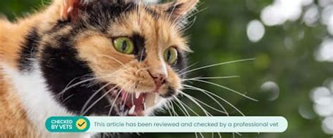 Understanding cat hissing: why do cats hiss and how to respond | TrustedHousesitters.com