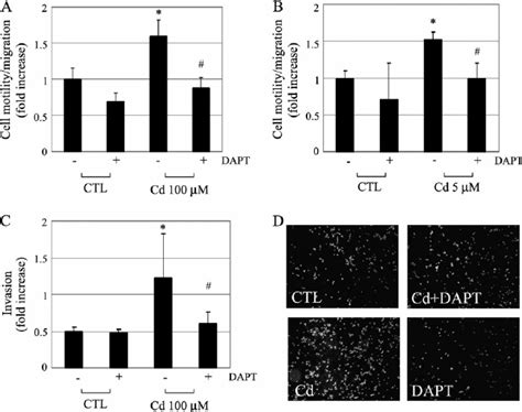 Migrationmotility And Invasion Of T47d Cells After Cd Exposure T47d