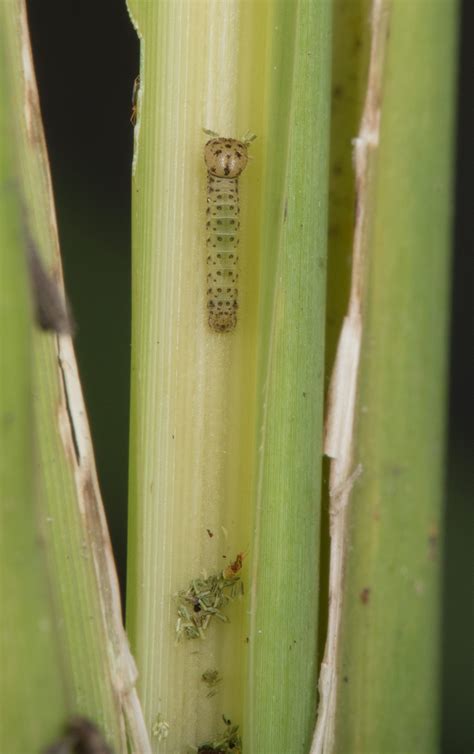 Broad-winged Skipper - Alabama Butterfly Atlas