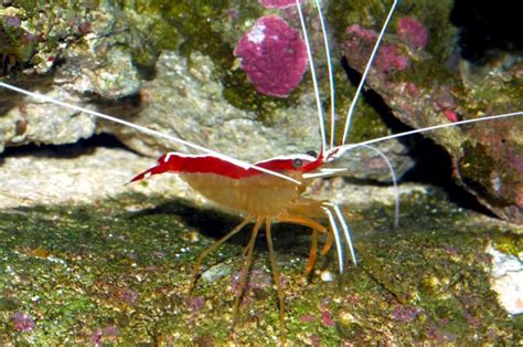 Cleaner Shrimp – "OCEAN TREASURES" Memorial Library