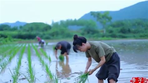 李子柒体验农村生活，在田里插秧，晚上还要守夜，真辛苦 腾讯视频