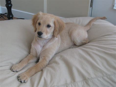 Miniature Golden Retrievers Big Dog Personality But Small Enough To