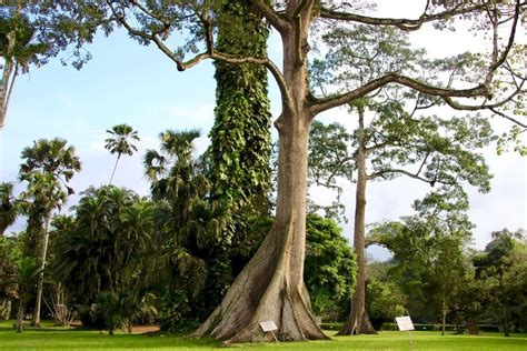 2023 Ghana Accra Aburi Botanical Gardens Cocoa Farms Waterfalls Trip