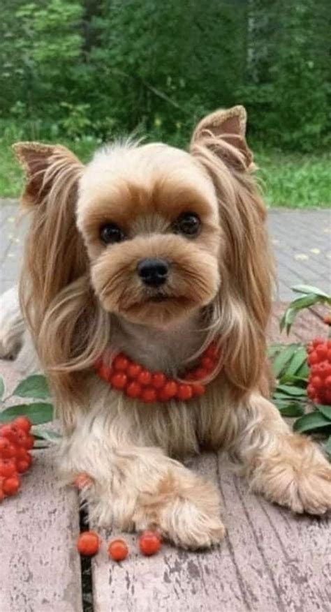 59 Best Yorkie Haircuts For Males And Females Artofit