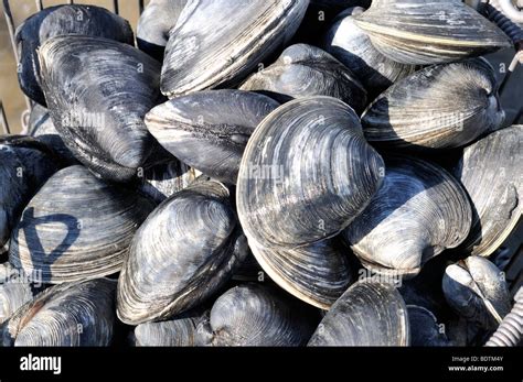 Ocean quahog shell hi-res stock photography and images - Alamy