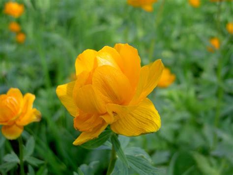 Купальница китайская (Trollius chinensis Golden Queen)