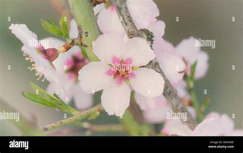 Almond Blossom Prunus Dulcis Stock Photo Alamy