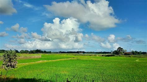 Sawah Lapangan Hijau Foto Gratis Di Pixabay Pixabay