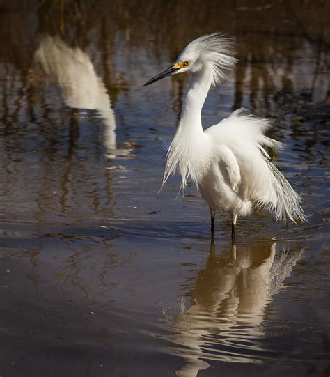 Snowy Egret In Breeding Plumage Eric Blackmore Photography