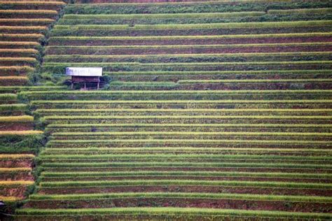 Rice Terrace in Vietnam stock photo. Image of agriculture - 60060602