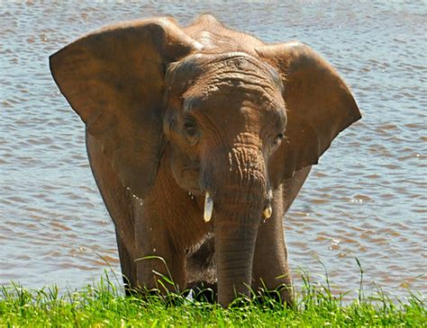 Un animal Des animaux: mai 2009